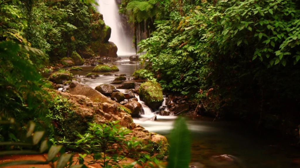 Sinharaja Forest Reserve, Sri Lanka