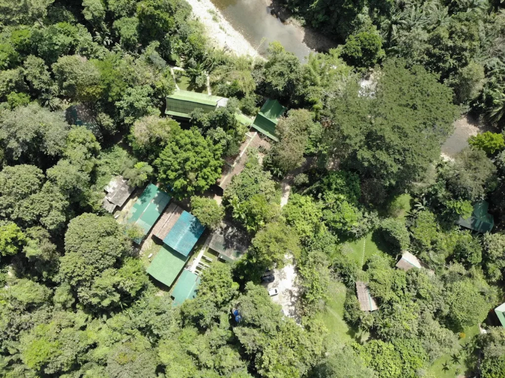 Our Jungle House