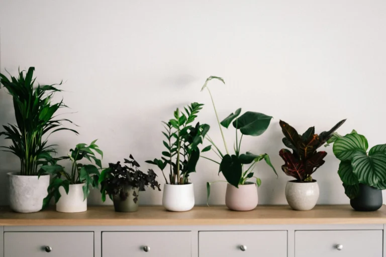 Indoor Plants