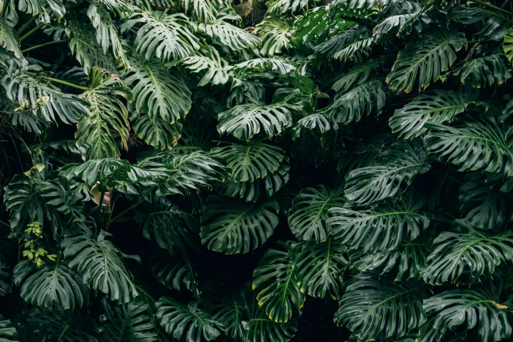 Monstera Deliciosa