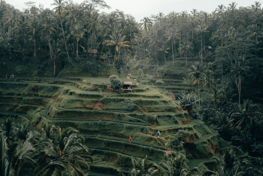 Tegalalang Rice Terraces