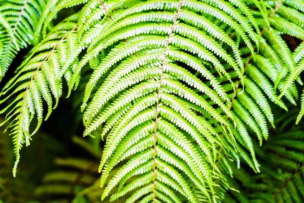 Boston Fern for Maximum Moisture Absorption