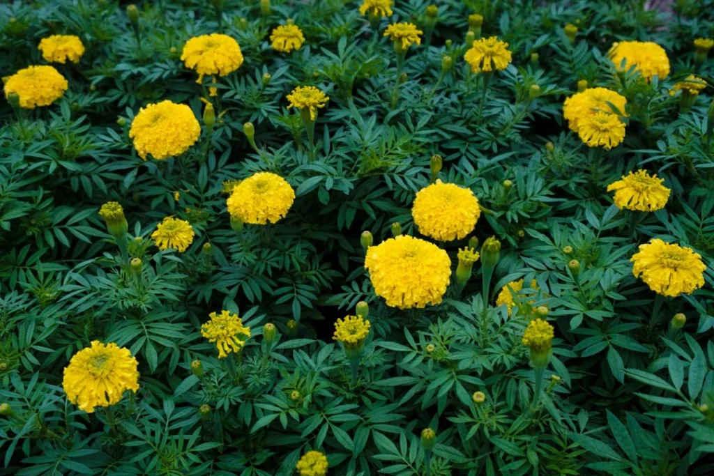 Marigold