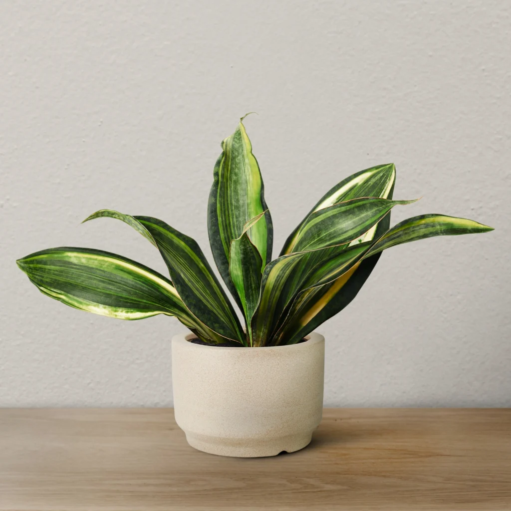 Peace Lily for Bathrooms and Dark Corners