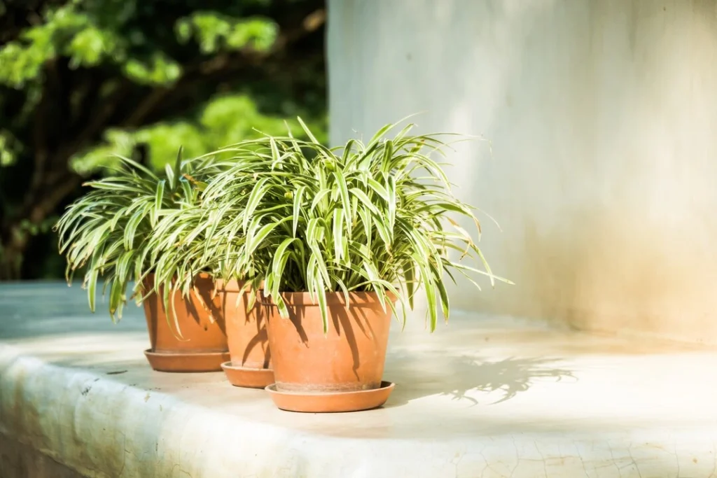 Spider Plant for Easy Care and Air Cleaning