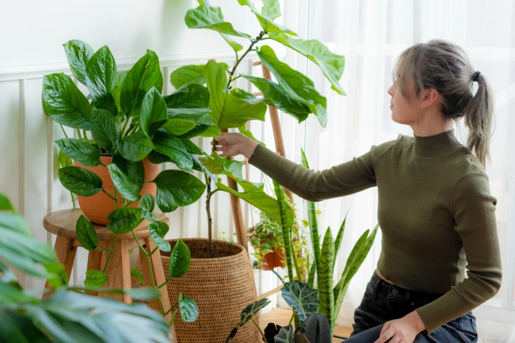 air purifying plants