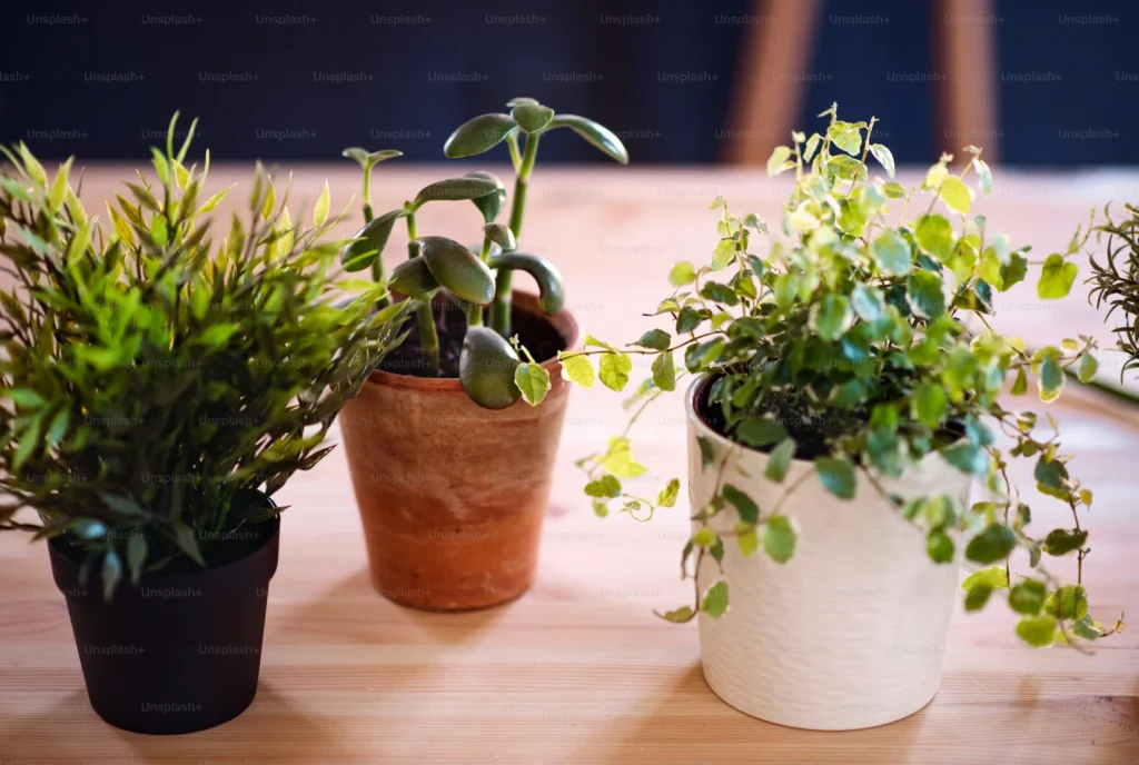 Choose the Right Pots for Monsoon Conditions