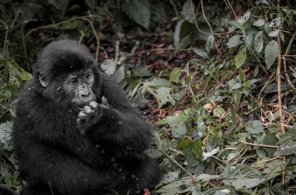Rwanda and Uganda's Gorilla Country