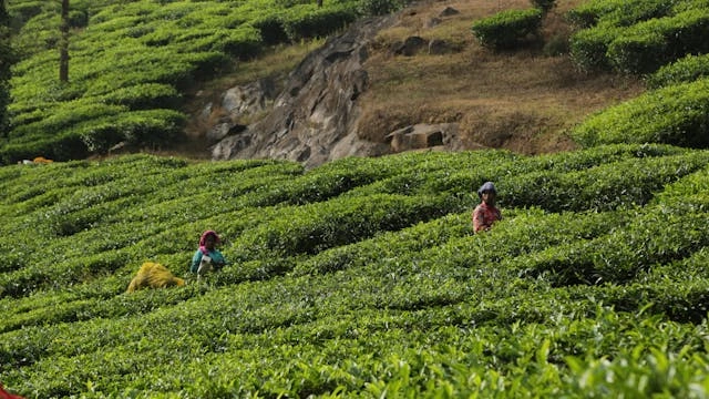 Wayanad, Kerala, India