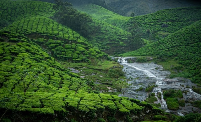Munnar, Kerala