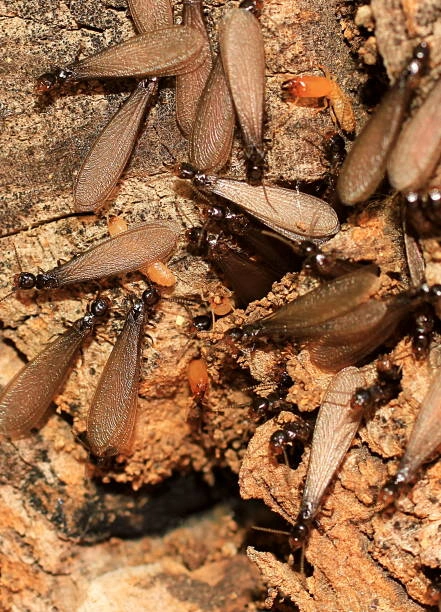 How to get rid of flying termites around lights during Monsoon
