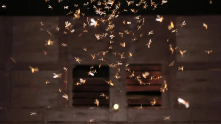 flying termites around lights during Monsoon