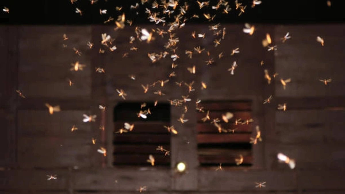 flying termites around lights during Monsoon